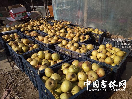 延边苹果梨遭遇销售难 果农苦不堪言