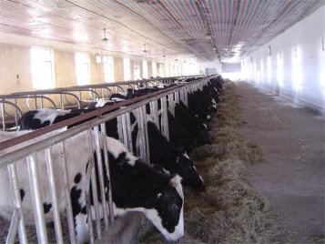 延边州人民政府与吉林农业大学科研成果战略合作项目－－奶牛