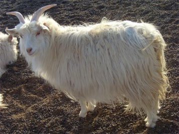延边州人民政府与吉林农业大学科研成果战略合作项目－－肉羊